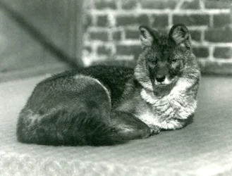 Ein gefährdeter Dhole oder Asiatischer Wildhund ruht im Londoner Zoo, 1923 (Schwarz-Weiß-Foto)